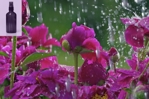 Embrace Rose Mist Hydration